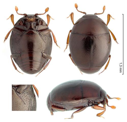 Acritus komai
