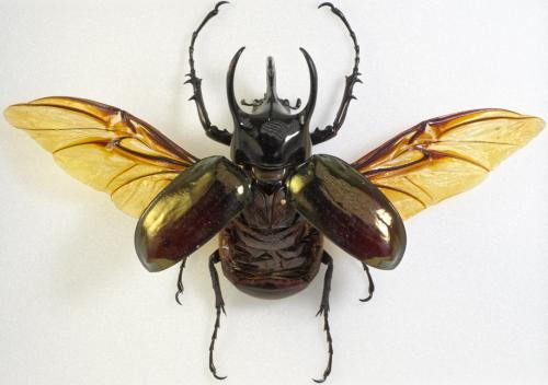 Réf. 316 103 : Chalcosoma sp.