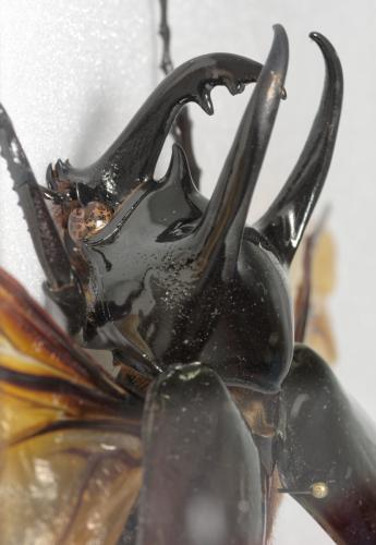 Chalcosoma sp.