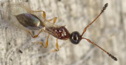 Trichopria drosophilae