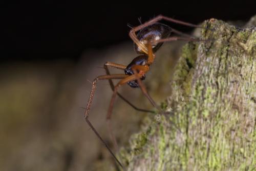 Micronetinae