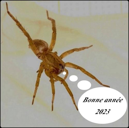 Indéterminé