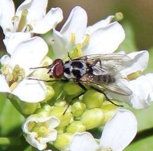Réf. 316 807 : Anthomyia sp.