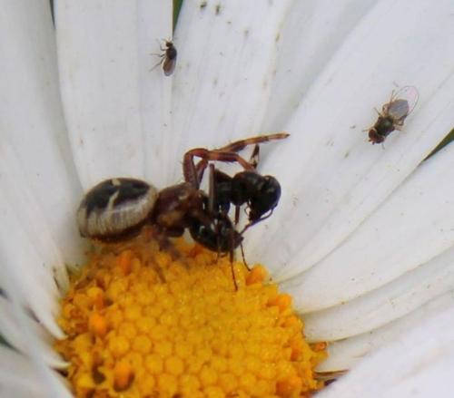 Réf. 316 382 : Synema globosum
