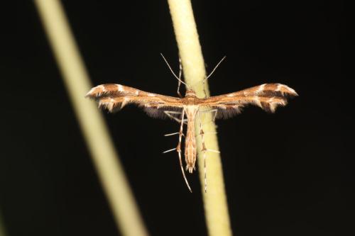 Réf. 316 029 : Oxyptilus sp.