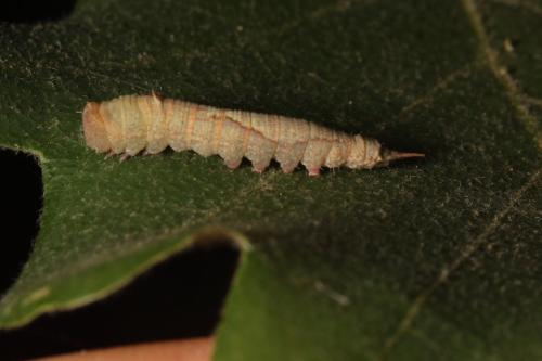 Réf. 316 929 : Watsonalla sp.