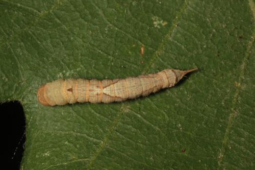Réf. 316 928 : Watsonalla sp.