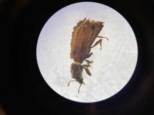Endophloeus markovichianus