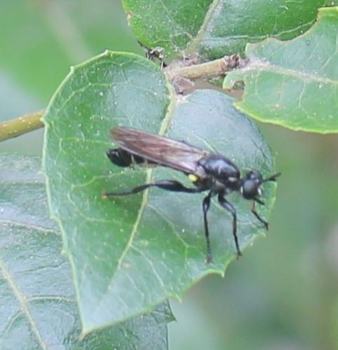 Réf. 316 778 : Choerades marginata