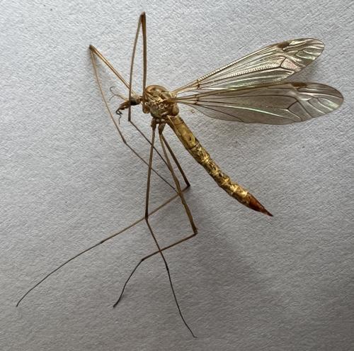 Réf. 316 245 : Tipula livida