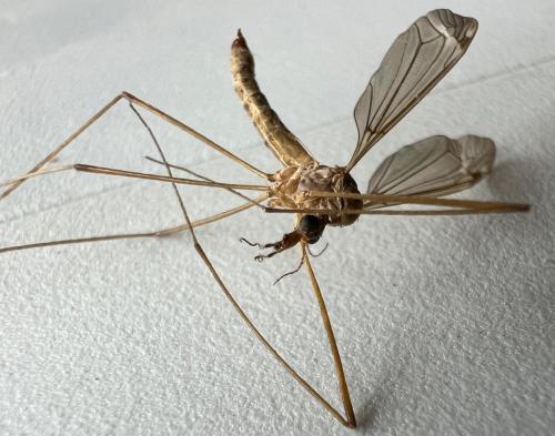 Tipula livida