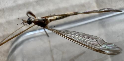 Tipula livida