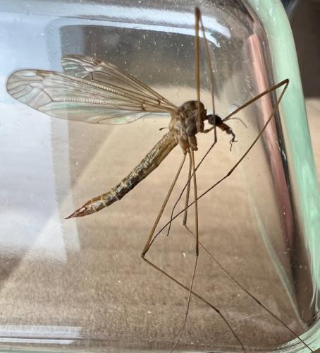 Réf. 316 549 : Tipula livida