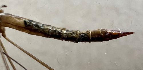 Tipula livida