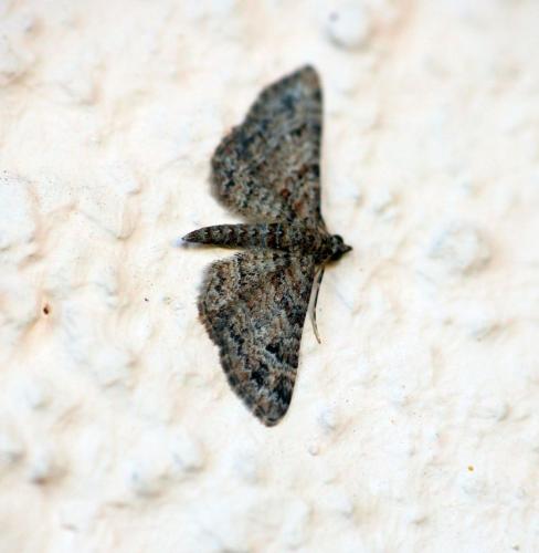 Réf. 316 250 : Gymnoscelis rufifasciata