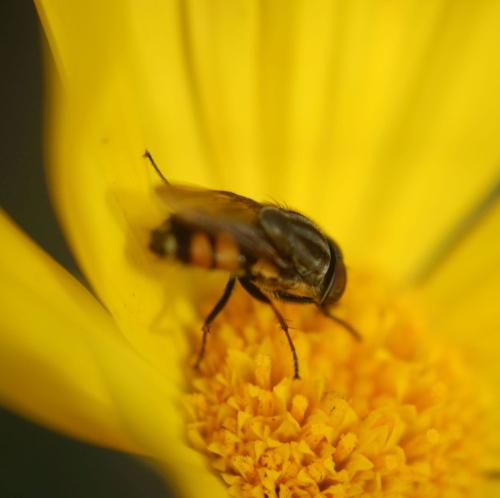 Stomorhina lunata