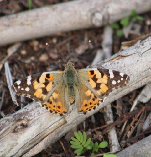 Réf. 316 821 : Vanessa cardui