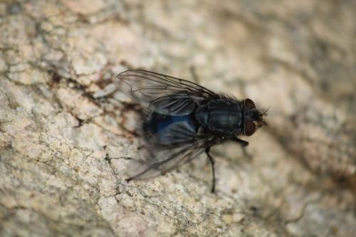 Réf. 316 840 : Calliphora sp.