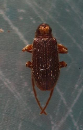 Réf. 316 439 : Ptinus bidens