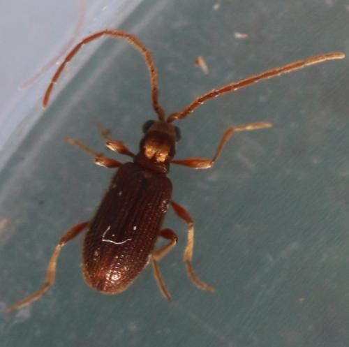 Réf. 316 424 : Ptinus bidens