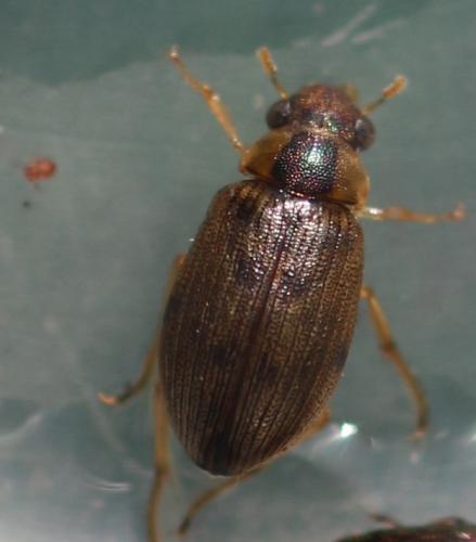 Berosus sp.