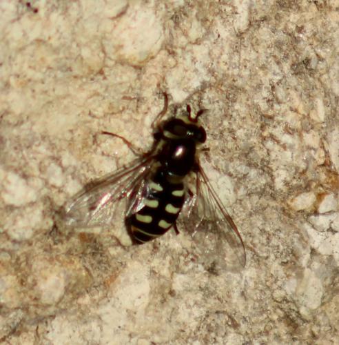 Réf. 316 927 : Eupeodes sp.