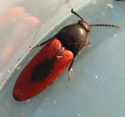 Réf. 316 950 : Ampedus sanguinolentus