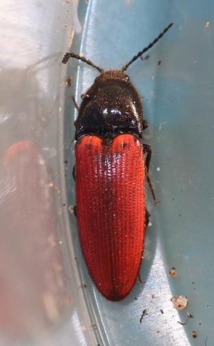 Réf. 316 951 : Ampedus sanguinolentus