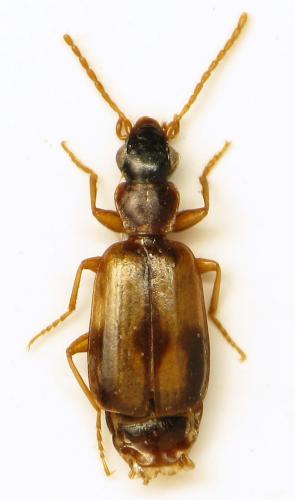 Philorhizus sp.