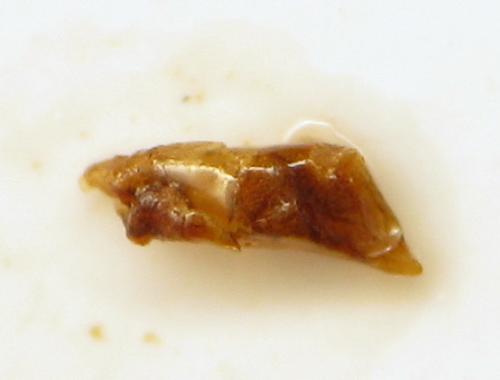 Philorhizus sp.