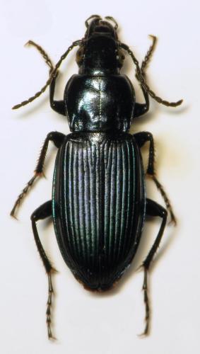 Réf. 316 022 : Poecilus lepidus