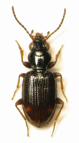 Bembidion tenellum