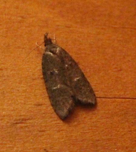 Luquetia lobella