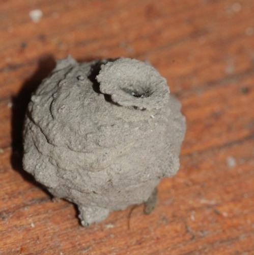 Eumenes sp.