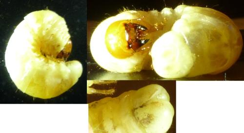 Réf. 316 957 : Dorcus parallelipipedus
