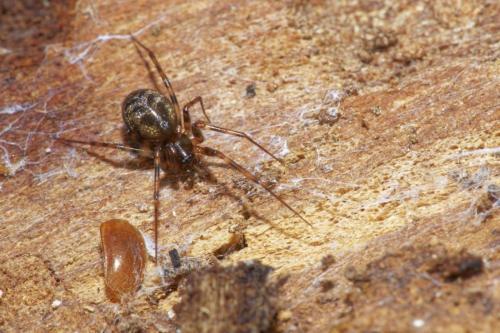 Réf. 316 321 : Lepthyphantes minutus