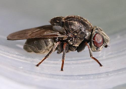 Réf. 316 799 : Lipara lucens