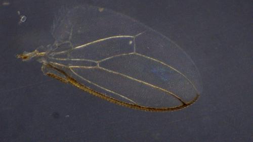 Réf. 316 173 : Lotobia pallidiventris