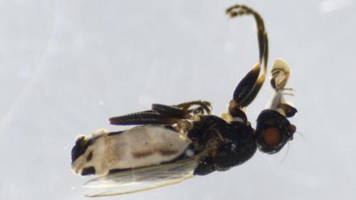Réf. 316 170 : Lotobia pallidiventris