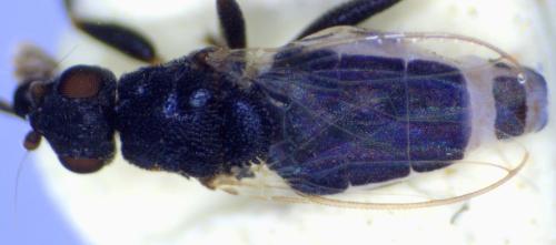 Réf. 316 171 : Lotobia pallidiventris