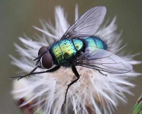 Lucilia silvarum