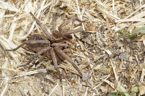 Hogna radiata
