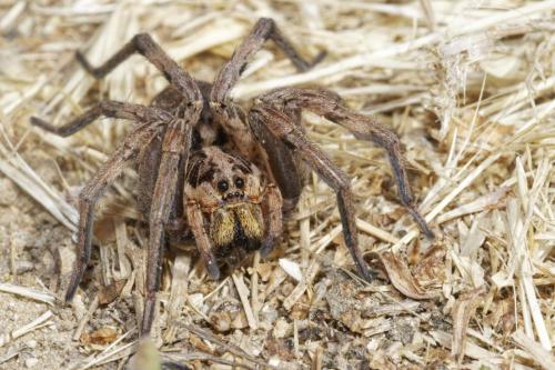 Hogna radiata