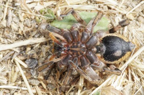 Hogna radiata