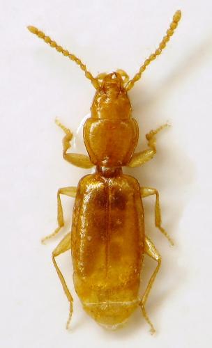 Réf. 316 210 : Microtyphlus schaumi