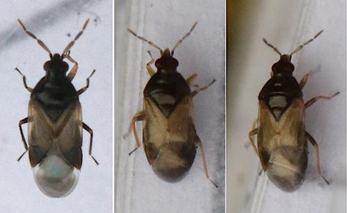Orius sp.