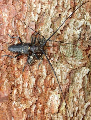 Monochamus sartor