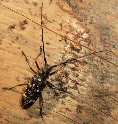 Monochamus sartor