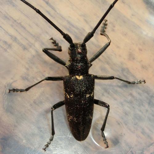 Monochamus sartor
