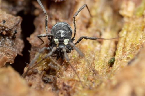 Nemastoma lugubre
